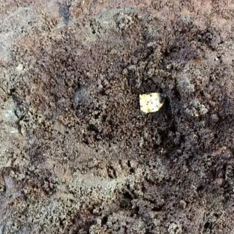 Disdikbud Magelang Pastikan Kepingan Emas di Candi Losari Asli