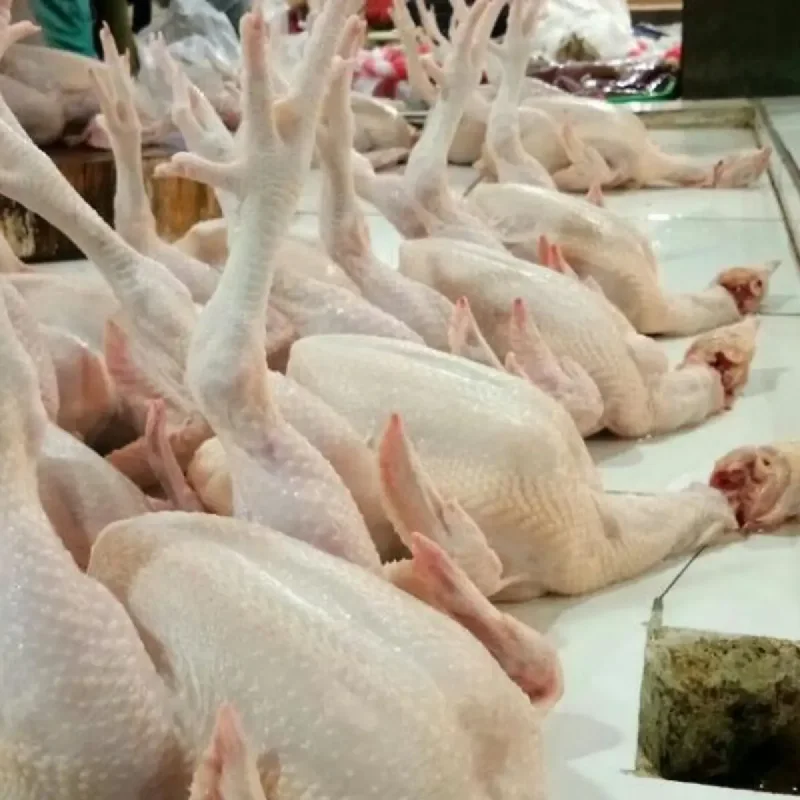 Harga Ayam Anjlok, Peternak Rugi Rp 5.000-7.000 per Kilogram