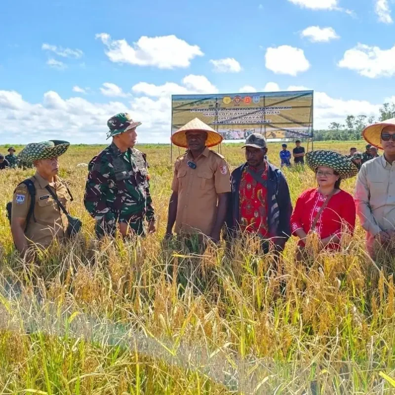 Kementan Cetak 80 Ribu Hektare Sawah Baru di Papua