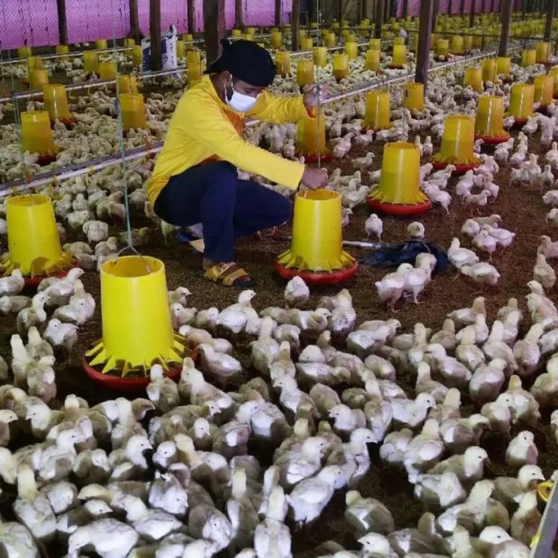 Peternak Ayam Broiler Alami Kerugian Hingga Ratusan Juta Rupiah