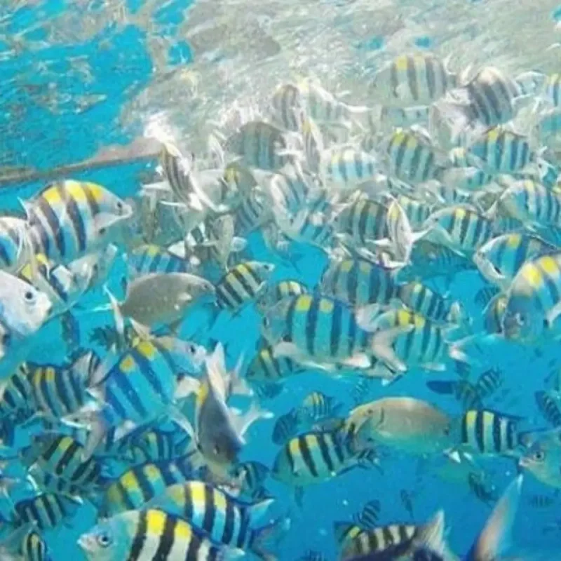China Tuduh Intelijen Asing Gunakan Ikan Bersensor untuk Spionase