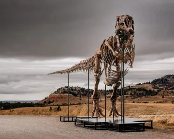 Fosil T-Rex 'Gus' Pecahkan Rekor Dunia, Terjual Rp 906 Miliar