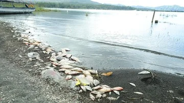 BRIN Ungkap Penyebab Ikan Mati Massal di Danau Batur Bali