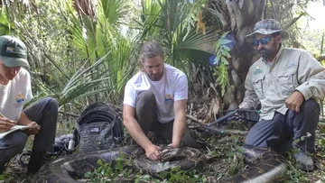 Invasi Piton di Florida Makin Mengkhawatirkan, Ribuan Ular Berhasil Disingkirkan
