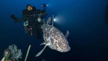 Misteri penemuan ikan coelacanth purba di laut dalam wilayah Indonesia
