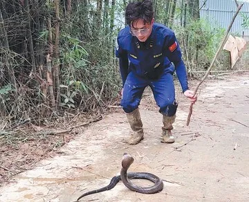 Relawan atasi teror ular liar pascabanjir bandang di wilayah China