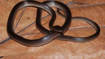 Spesies Ular Baru di Papua Nugini Dinamakan Berdasarkan Gitaris Slash
