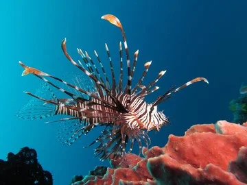 Ikan lepu atau lionfish di terumbu karang