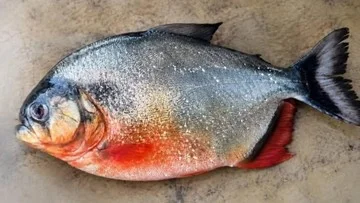 Ilustrasi ikan piranha di perairan