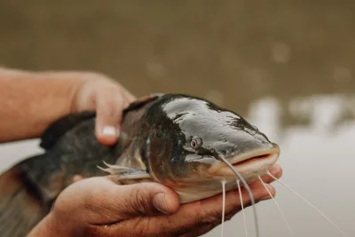 Kisah Nelayan Thailand Berhasil Mendaratkan Lele Raksasa Mekong