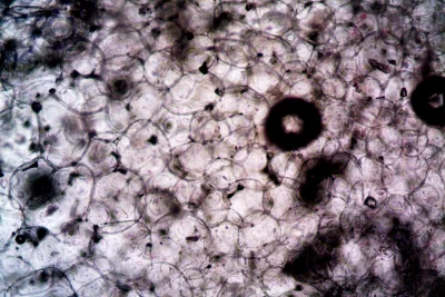 Kontes Nikon Small World Periksa Video Pemenang Berwatermark AI