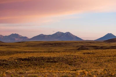 Hujan Lebat Picu Ribuan Kilometer Gurun Atacama Ditumbuhi Bunga