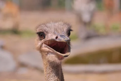 Aksi Kocak Satwa Liar Tertangkap Kamera di Nikon Comedy Wildlife Awards 2026