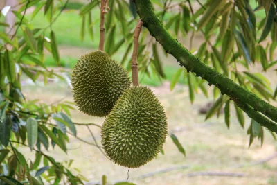 Penerapan AI Durian Thailand Modernisasi Kebun Tradisional