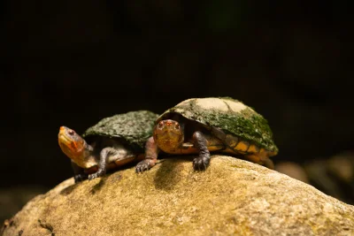 Penyu Langka Berkepala Dua Ditemukan di Cape Cod, Ketahui Penyebabnya