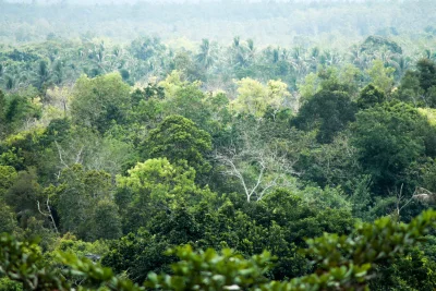 Asap Pekat Kepung Permukiman Saat Karhutla Kalimantan Semakin Parah