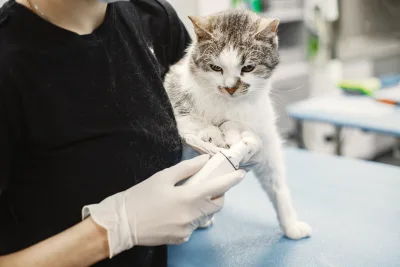 Studi Baru Ungkap Risiko Penularan Parasit Pencernaan dari Kucing