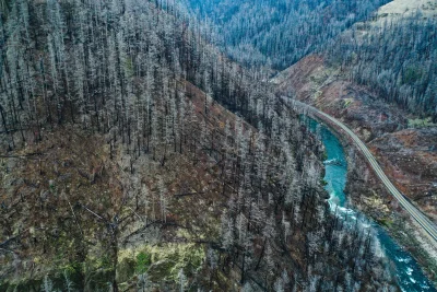 Kebakaran Hutan Ternyata Rusak Sungai dan Bikin Populasi Ikan Anjlok