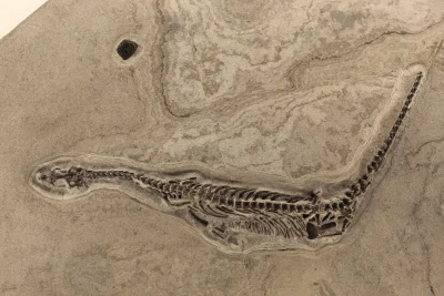 Vasuki indicus, Ular Kolosal 15 Meter yang Mirip Titanoboa