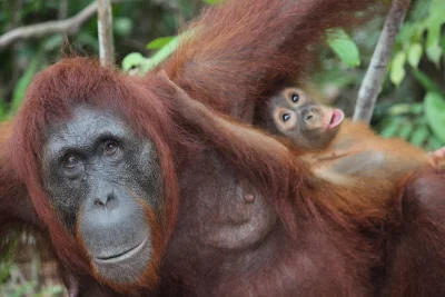 Kemenhut sambut kepulangan bayi orangutan dari Gujarat ke Medan