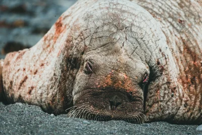 Penyelamatan Anak Walrus Terpencil Menjadi Duta Spesies