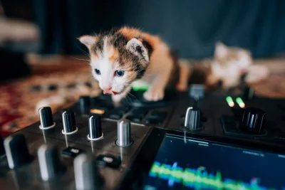 Deretan foto kucing memeable bertingkah lucu untuk hiburan hari ini