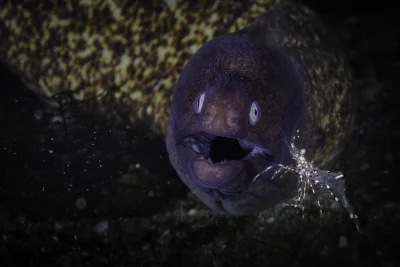 Fenomena Jutaan Belut Keranjang di Perairan Dalam Tasmania