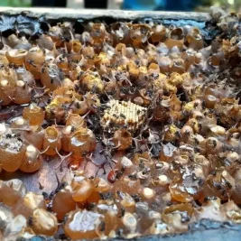 BRIN Temukan Bakteri Probiotik Unggul dari Madu Lebah Tanpa Sengat Indonesia