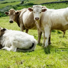 USDA Konfirmasi Kasus Kedua Cacing Sekrup pada Sapi di Texas