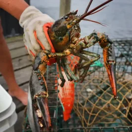 Studi: Lobster dan Krustasea Merasakan Sakit saat Dimasak