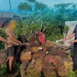 Pencuri Kelapa Sawit Tertidur di TKP, Polisi Kotim Amankan Pelaku