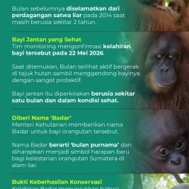 Kelahiran Bayi Orangutan Sumatera Badar Segarkan CA Jantho Aceh Besar