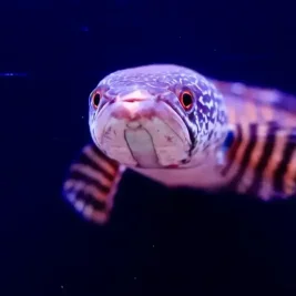 Mengenal Ikan Gabus Raksasa, Predator Tangguh yang Bisa Bertahan di Darat