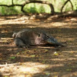 5 Hal Unik tentang Komodo yang Wajib Diketahui Sebelum Tur