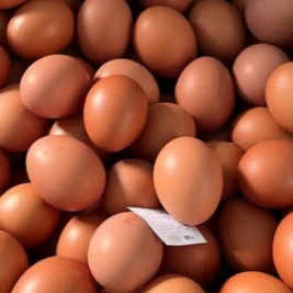 Pemerintah Integrasikan Telur Peternak Jawa Timur ke Program Makan Bergizi Gratis