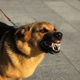Polres Bogor Periksa 57 Saksi Kasus Bocah Tewas Digigit Anjing
