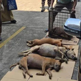 Ratusan Anjing Pemburu Diamankan Polres Bogor Pasca Serangan Tewaskan Bocah