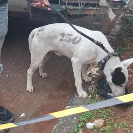 Polres Bogor Periksa 57 Pemburu Babi Terkait Kematian Bocah Jasinga