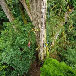 Tim Peneliti Temukan Pedang Langit, Pohon Tertinggi di Asia Timur