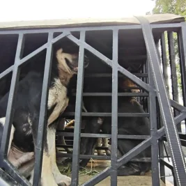 Polres Bogor Tetapkan Pemilik Anjing Pemburu Babi sebagai Tersangka