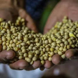 Pemerintah Beri Subsidi Kedelai Rp 2.000/Kg untuk 250.000 Ton Tahap Awal
