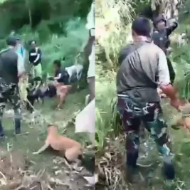 Polres Bogor Tetapkan Pemilik Anjing Pemburu Babi Tersangka Kelalaian