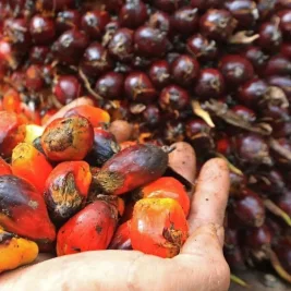 Petani Plasma Mandailing Natal Terima Harga Sawit Sesuai Ketentuan