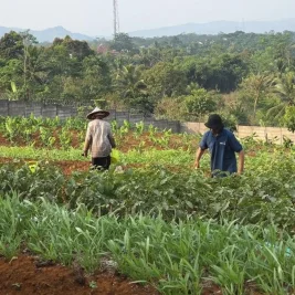 Lapas Warungkiara Berdayakan Belasan Warga Binaan Kelola Kebun dan Peternakan