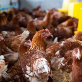 PERMINDO Minta Pemerintah Tingkatkan Serapan Ayam Peternak Lokal
