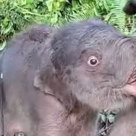 Anak Gajah Sumatera Betina Lahir di Taman Nasional Tesso Nilo Riau