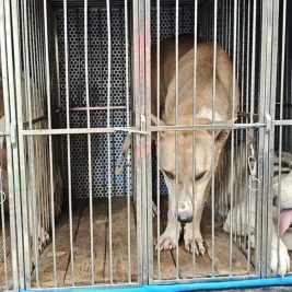 Polisi Amankan Tiga Anjing Pemburu di Jasinga Bogor