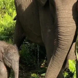 Gajah Sumatera Betina Lahir di Taman Nasional Tesso Nilo
