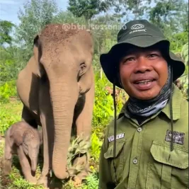 Gajah Sumatera Mama Ria Melahirkan Anak Betina di Taman Nasional Tesso Nilo