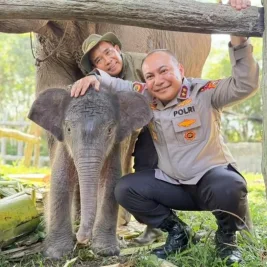 Kapolda Riau Beri Nama Nona Seroja untuk Anak Gajah Sumatera